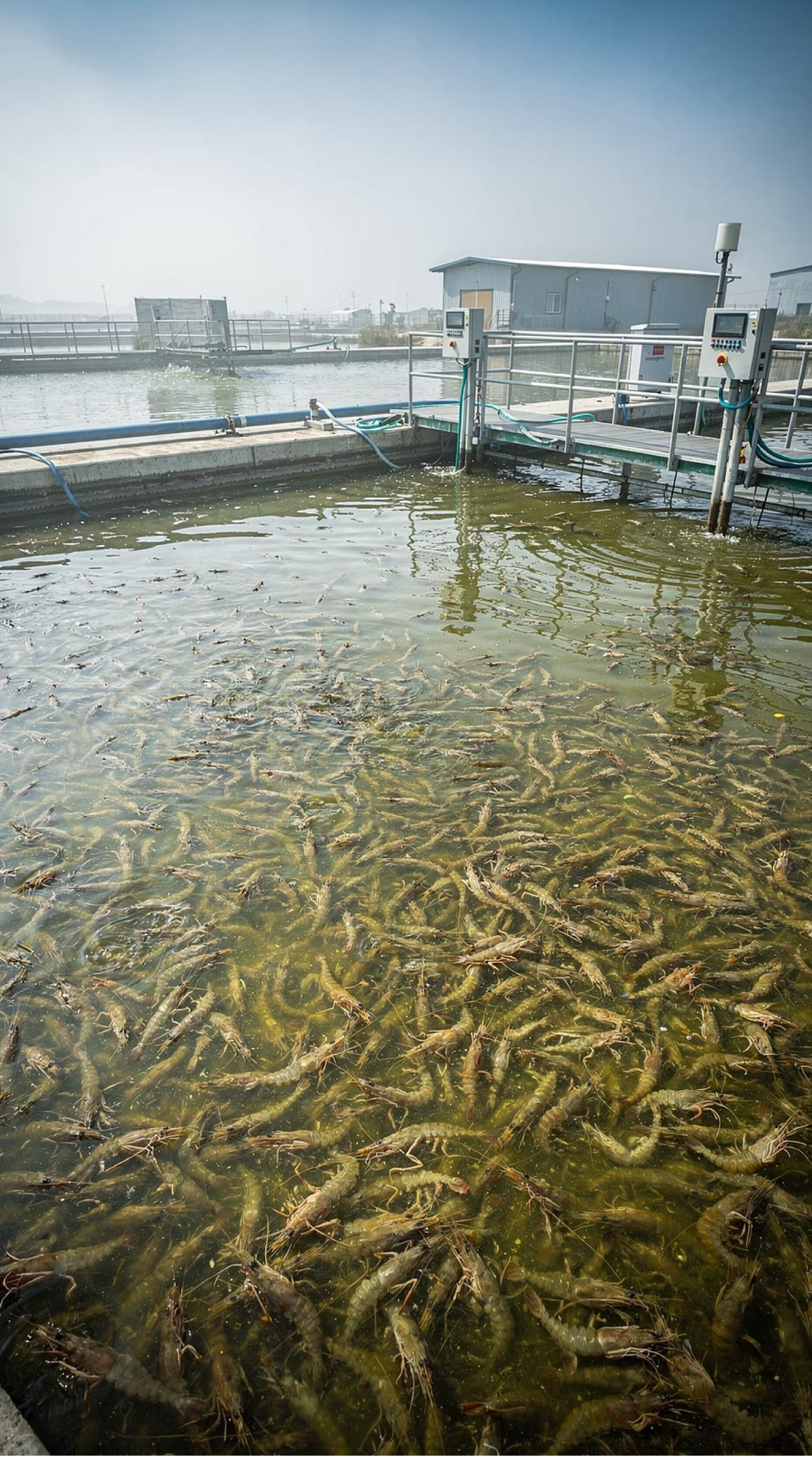 Shrimp aquaculture pond