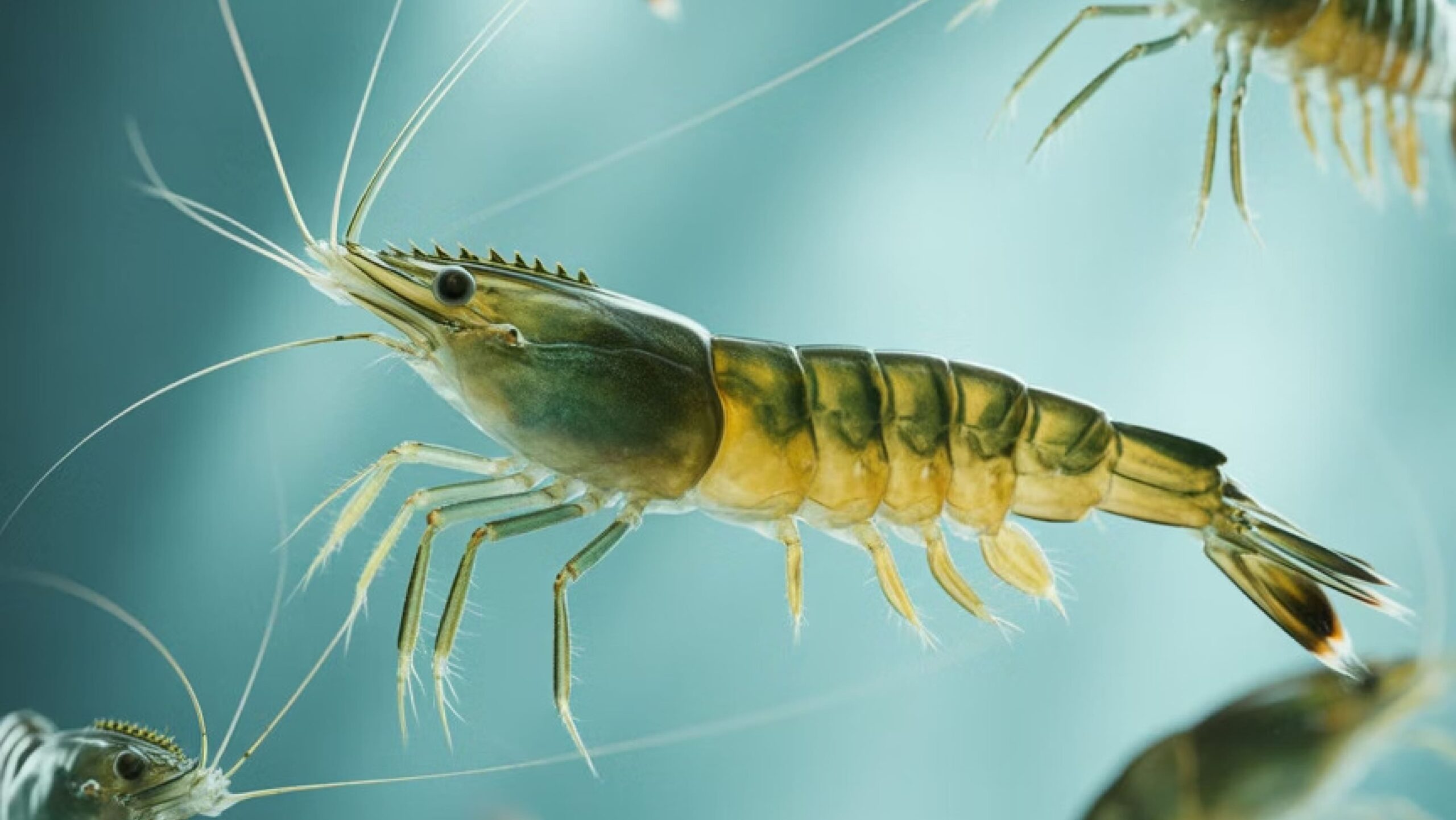 Shrimp aquaculture pond