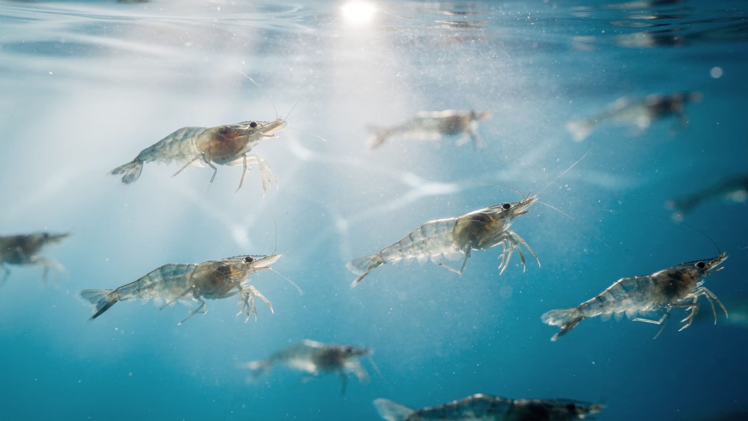 Shrimp and fish aquaculture