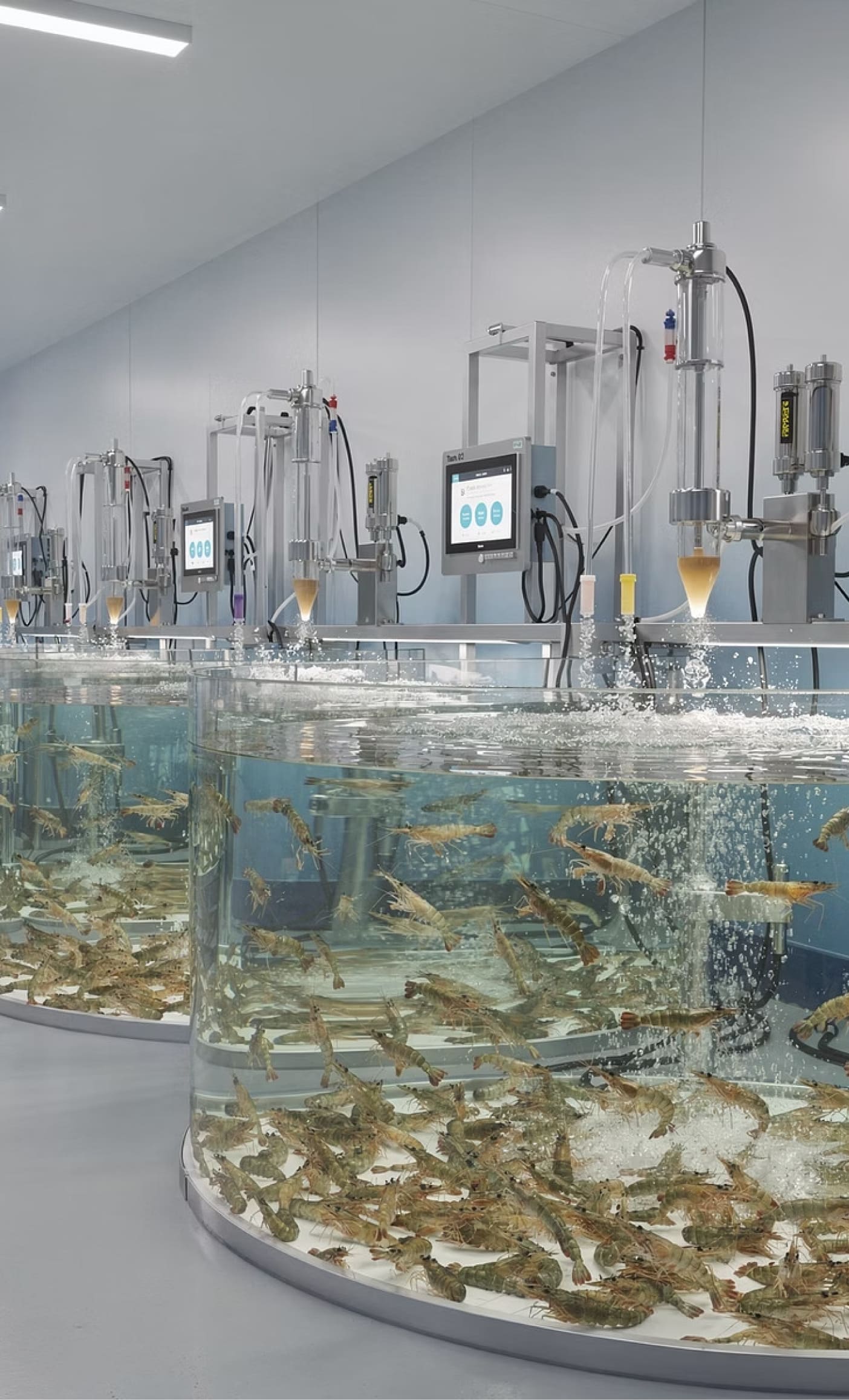 Shrimp aquaculture