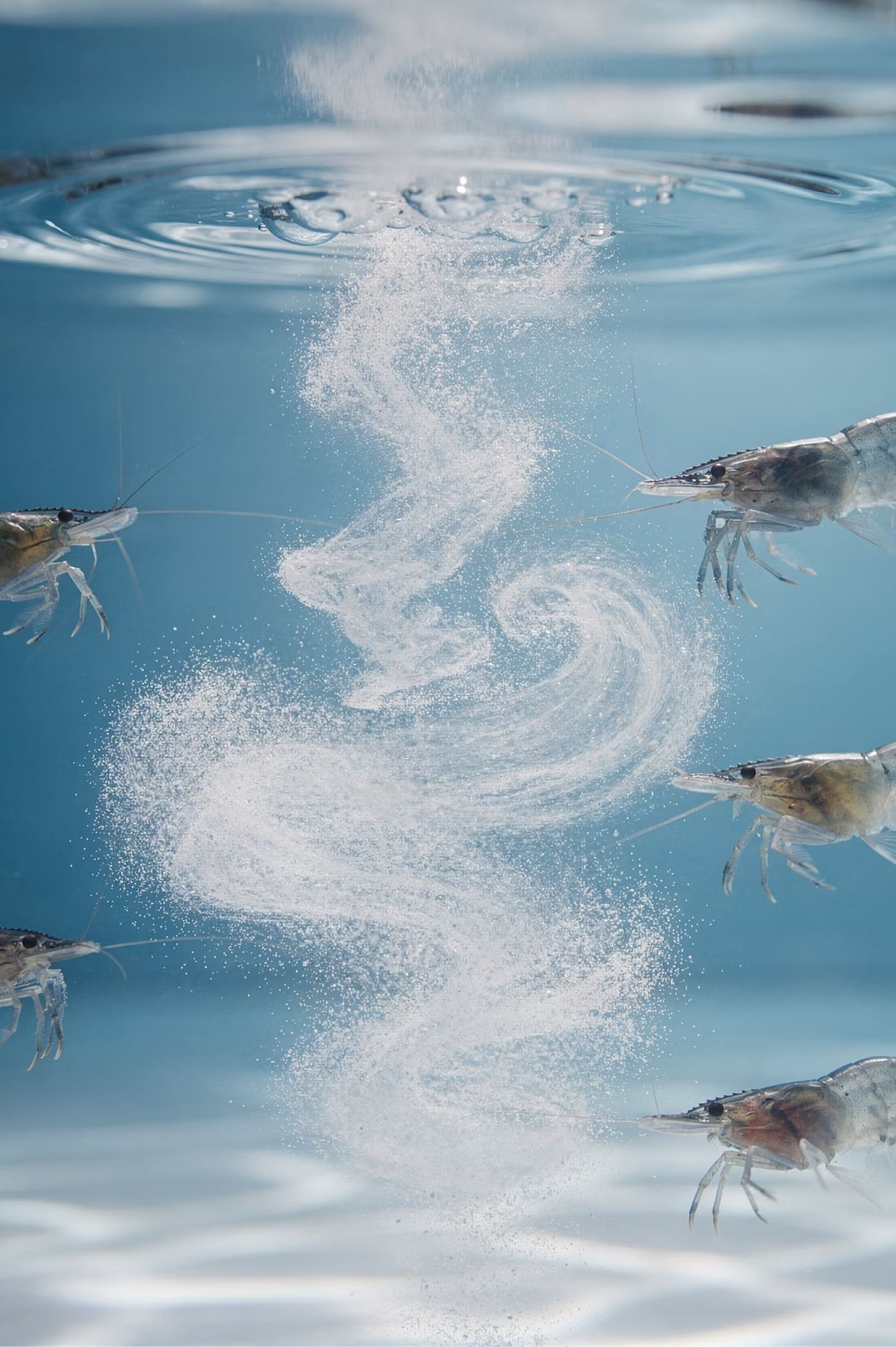 Shrimp and fish aquaculture