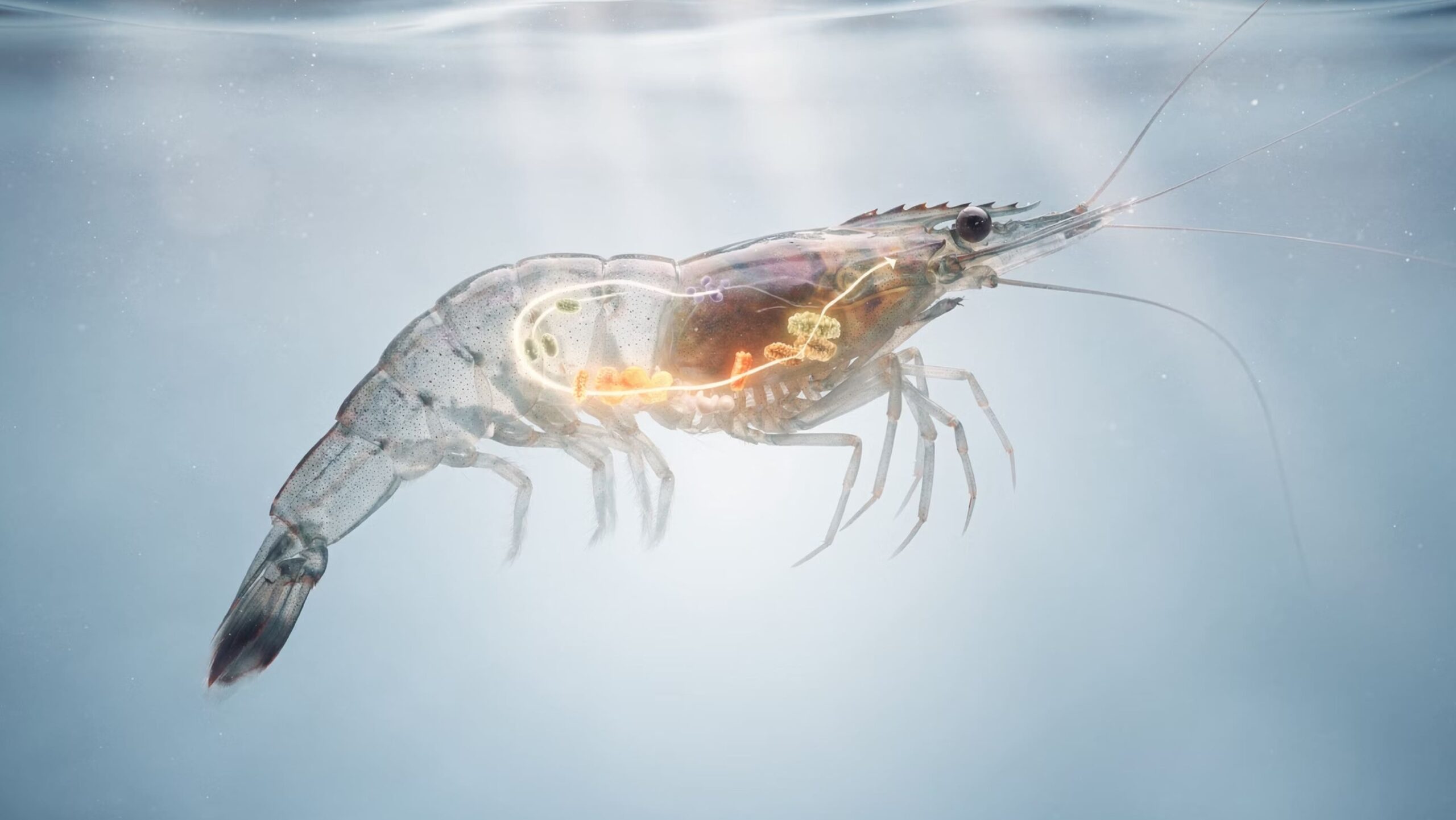 Shrimp aquaculture