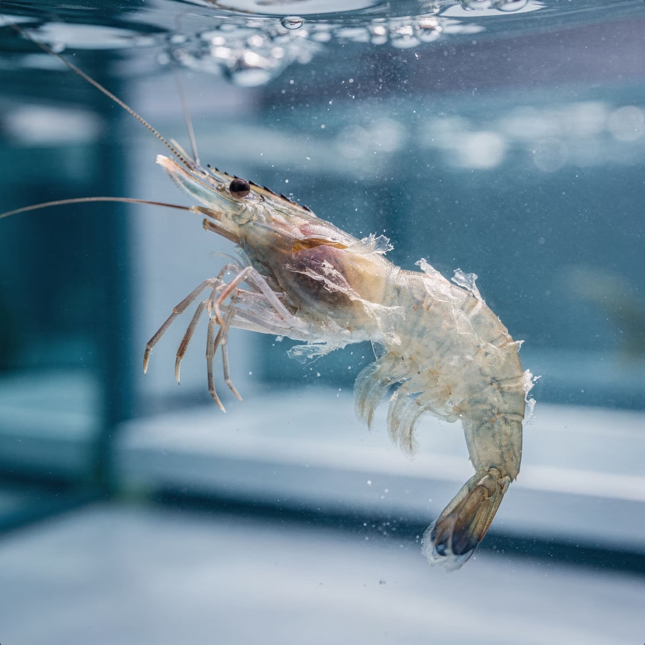 Shrimp aquaculture