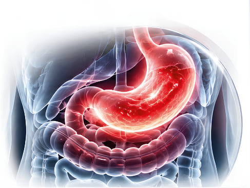 Anatomical illustration of the stomach and intestines highlighted in red, from the Q-Erythra sales sheet