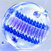 Membrane support icon — phospholipid stack