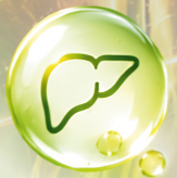 Hepatocyte support icon — liver outline