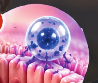 Illustration of a nanoparticle adhering to intestinal villi, from the Q-Oxivia sales sheet