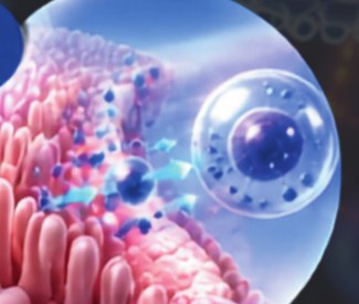 Illustration of a nanoparticle crossing the intestinal wall, from the Q-Oxivia sales sheet