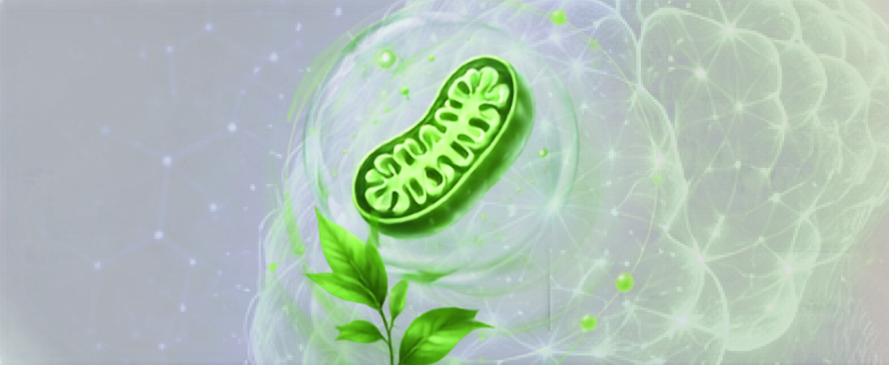 Illustration of a mitochondria inside a green phytonutrient sphere with leaves, representing MITONEX-G